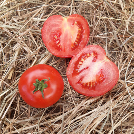 Tomate Montfavet 63/5 F1