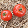 Tomate Montfavet 63/5 F1