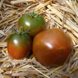 Plant de Tomate Noire Russe