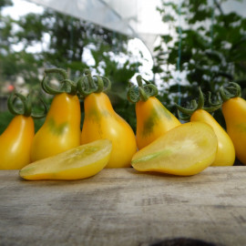 Plant de Tomate Poire Jaune