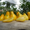 Tomate Poire Jaune Bio