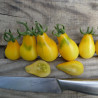 Tomate Poire Jaune Bio