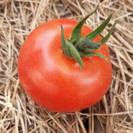 Plant de Tomate Pyros F1