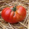 Tomate Russe Rouge Bio