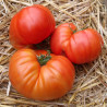 Tomate Russe Rouge