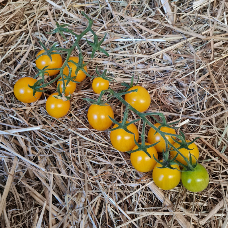 Tomate Sunlemon F1