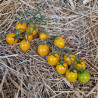 Tomate Sunlemon F1