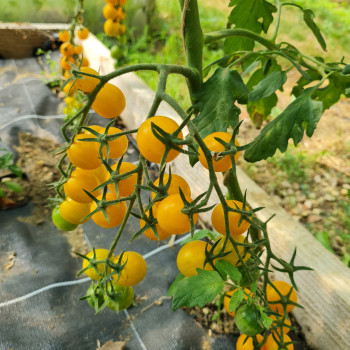 Tomate Sunlemon F1