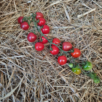 Plant de Tomate Sunpeach F1