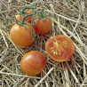 Plant de Tomate Tropicalsun F1