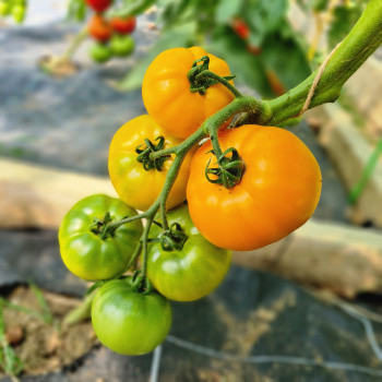 Tomate Yellow Gold F1