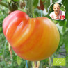 Tomate Ananas Bio