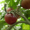 Tomate Black Cherry Bio