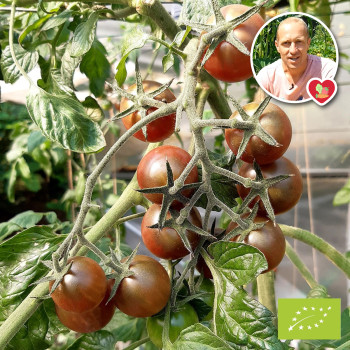 Plant de Tomate Black Cherry Bio