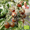 Tomate Black Cherry Bio