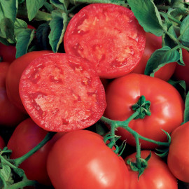 Plant de Tomate Buffalosteak F1 Bio