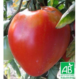 Tomate Coeur de Boeuf Bio