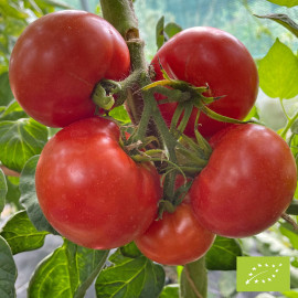 Plant de Tomate Merveille des Marchés Bio