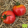 Tomate Merveille des Marchés Bio