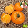 Tomate Orange Queen Bio