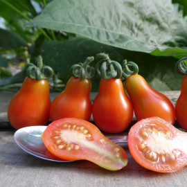 Tomate Poire Rouge Bio