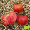 Tomate Rose de Berne Bio