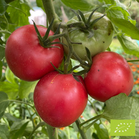 Tomate Rose de Berne Bio