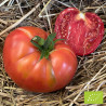 Tomate Rose de Berne Bio