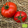 Tomate Saint Pierre Bio