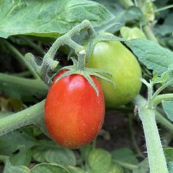 Tomate Super Mama F1