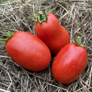 Tomate Super Mama F1