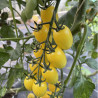 Plant de Tomate Dattolime F1