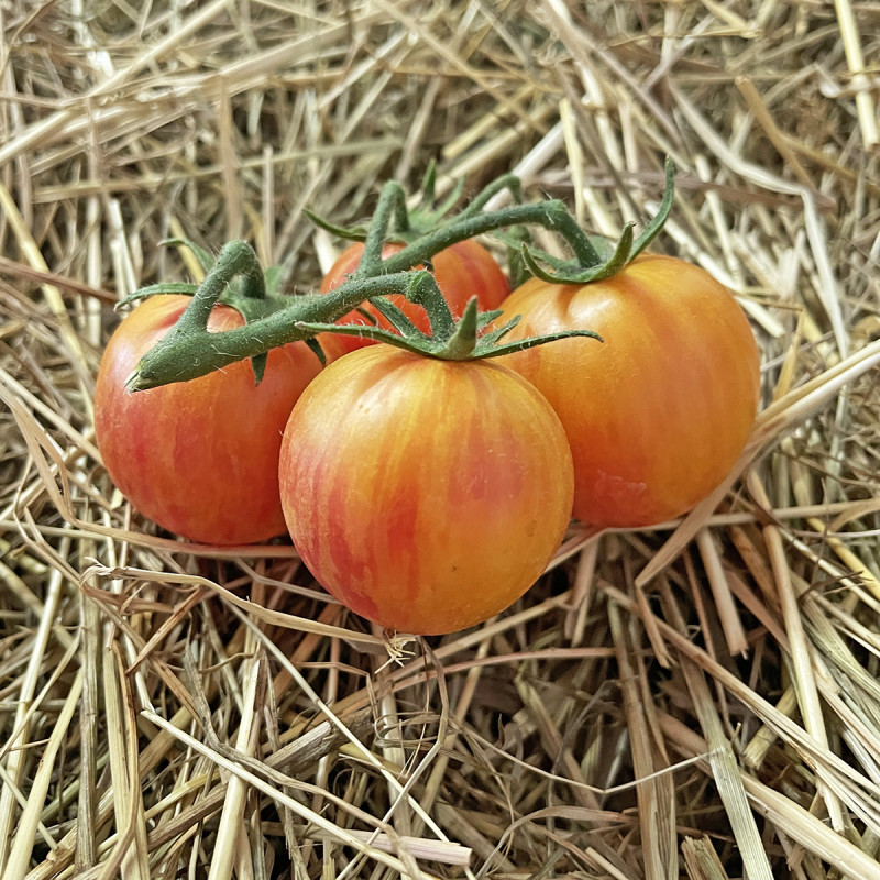 Plant de Tomate Red Zebra