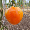 Tomate Ochsenherz Orange