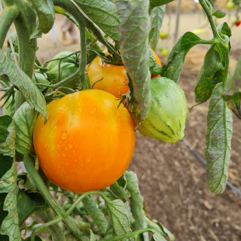 Tomate Ochsenherz Orange