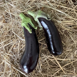 Aubergine Baluroi F1 - plant greffé