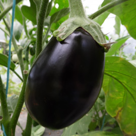 Aubergine Bonica F1