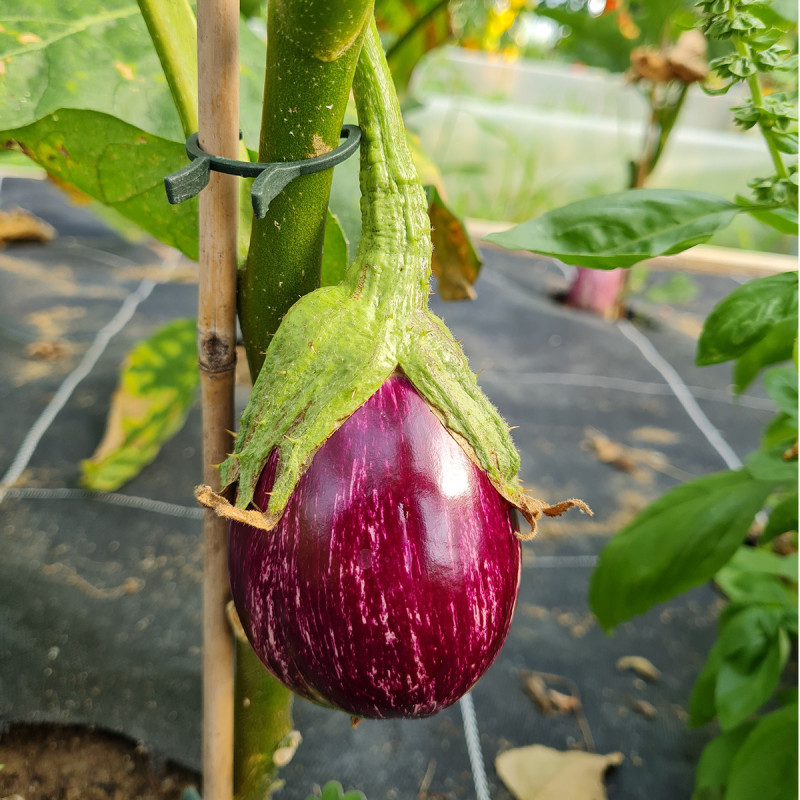 Aubergine Rania F1 - plant greffé