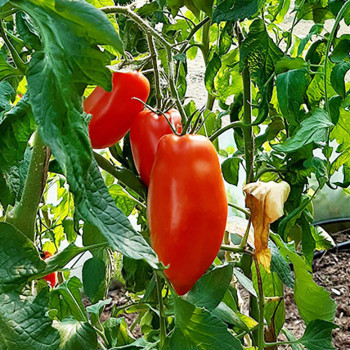 Tomate Licorna F1 - plant greffé