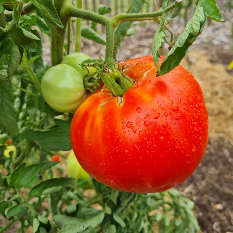 Plant de Tomate Supersteak F1