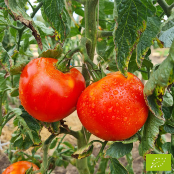 Plant de Tomate Maestria F1 Bio