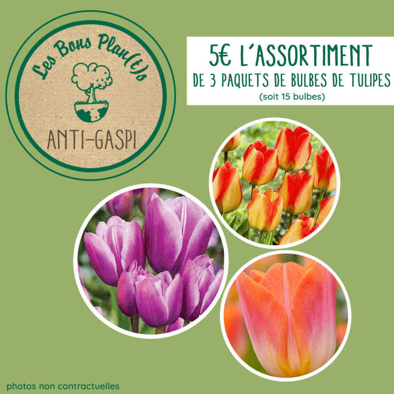 Assortiment Anti-Gaspi - tulipes x 15 bulbes