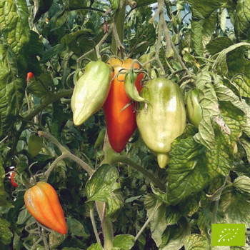 Tomate Andine Cornue Bio