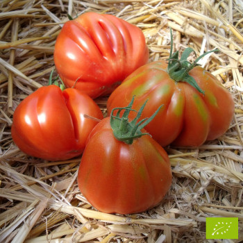 Tomate Liguria Bio