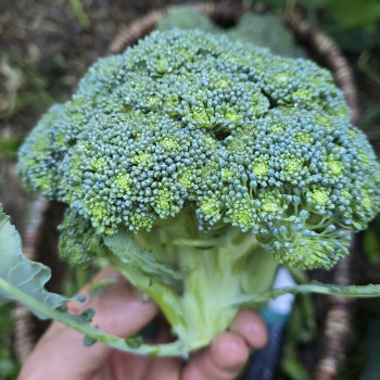 Chou brocoli Marathon F1