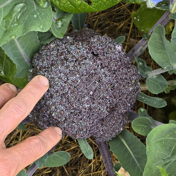 Chou brocoli Purple Magic F1