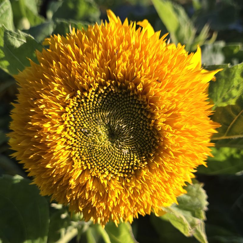 Tournesol (Helianthus) Gummy Bear