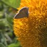 Tournesol (Helianthus) Gummy Bear