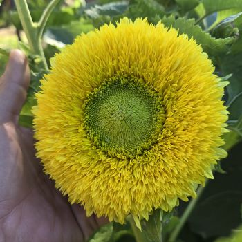 Tournesol (Helianthus) Gummy Bear