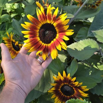 Helianthus (tournesol) 'Ms. Mars'